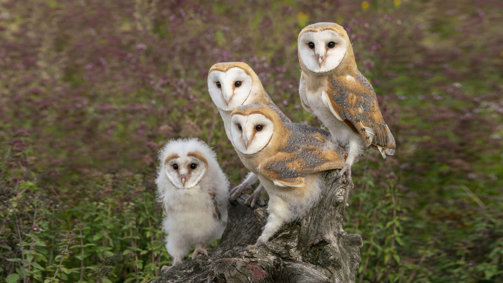 owls