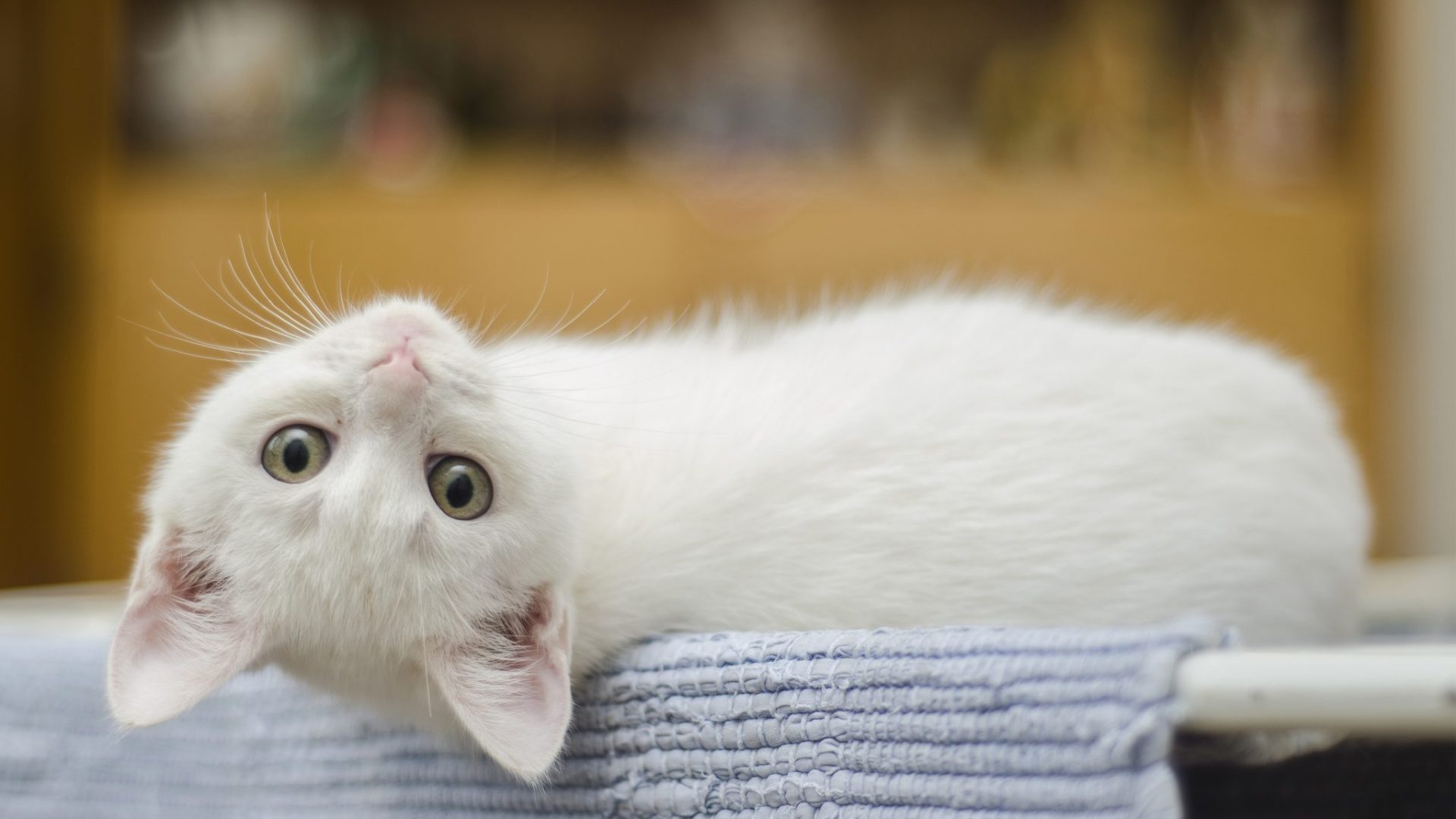 kitten