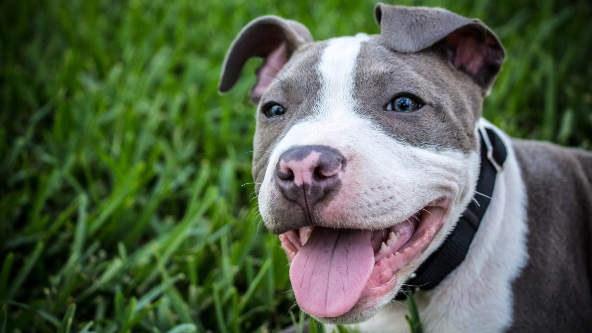 pitbull